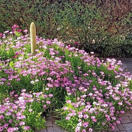 شقة Casa In Giardino بيومبينوا